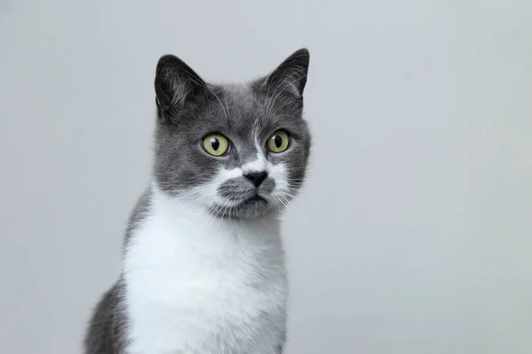 Gato cinzento olha para a câmera. Retrato de um animal de estimação bonito . — Fotografia de Stock