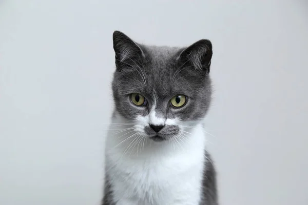 Gato cinzento olha para a câmera. Retrato de um animal de estimação bonito . — Fotografia de Stock