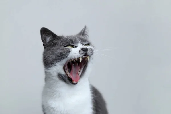 O gato cinzento abriu a boca e gritou. Retrato de um pe bonito — Fotografia de Stock