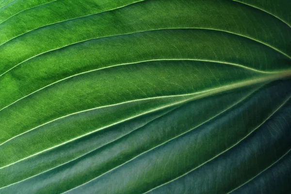 Tropical leaf close up. Ecological organic simple background — Stock Photo, Image