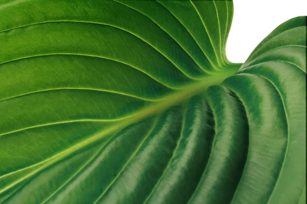 Tropische blad close-up. Ecologische organische eenvoudige achtergrond — Stockfoto