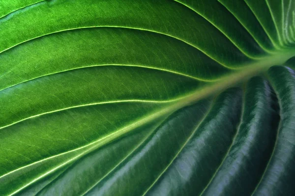 Tropical leaf close up. Ecological organic simple background — Stock Photo, Image