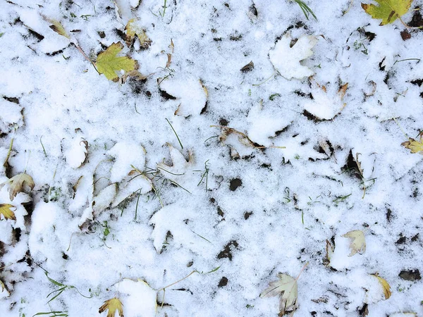 树叶和植物上的第一场雪 — 图库照片