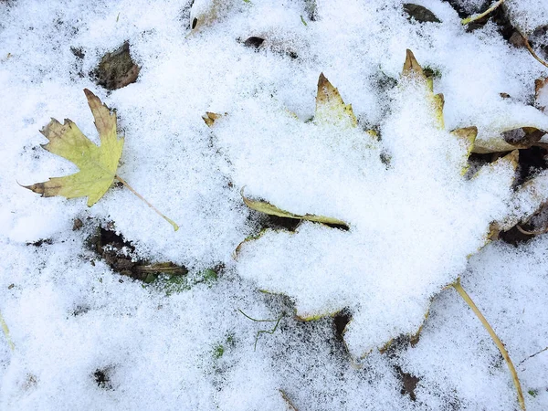 Πρώτο χιόνι σε φύλλα και φυτά — Φωτογραφία Αρχείου