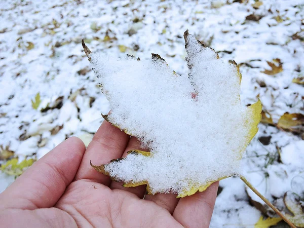 树叶和植物上的第一场雪 — 图库照片