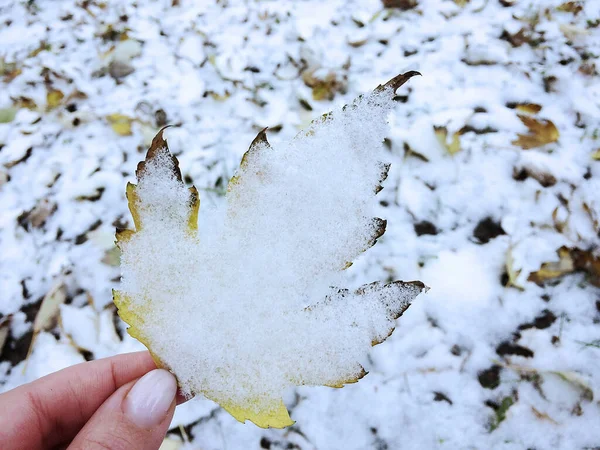 Πρώτο χιόνι σε φύλλα και φυτά — Φωτογραφία Αρχείου