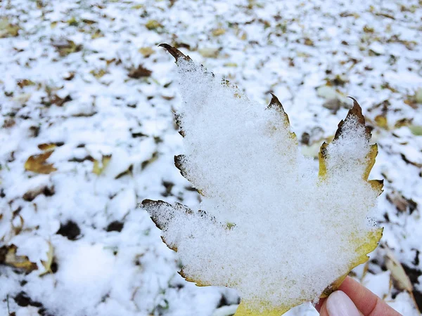 树叶和植物上的第一场雪 — 图库照片