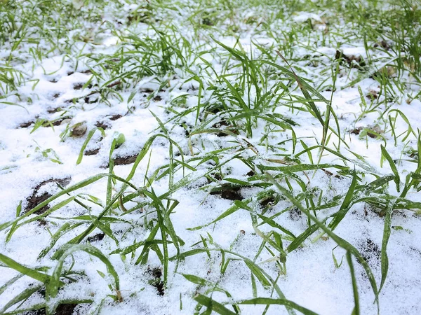 树叶和植物上的第一场雪 — 图库照片