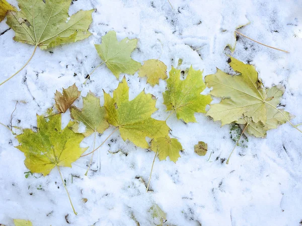 Erster Schnee auf Blättern und Pflanzen — Stockfoto