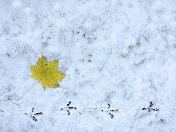 Empreinte d'oiseau et feuille d'érable jaune sur la première neige — Photo