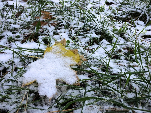 树叶和植物上的第一场雪 — 图库照片