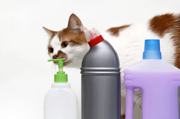 Röd katt sniffar tvättmedel i plastbehållare och flaskor isola — Stockfoto