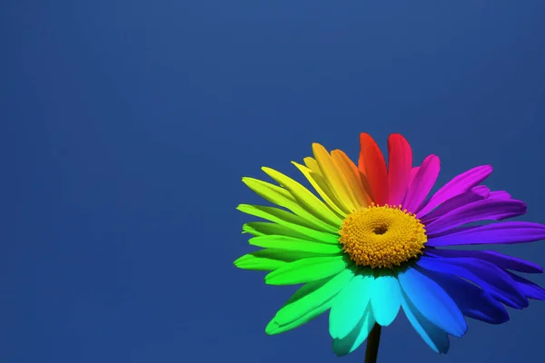 Rainbow madeliefje op een achtergrond van blauwe lucht. — Stockfoto