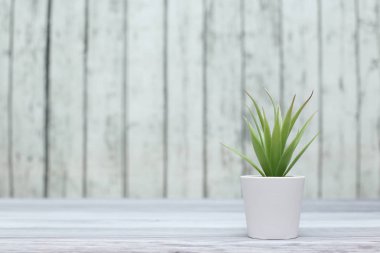 Ahşap tahtaların arka planında saksılarda ev bitkisi