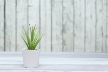 Ahşap tahtaların arka planında saksılarda ev bitkisi
