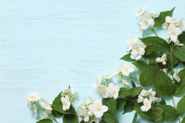 Yasemin çiçekleri ve mavi ahşap arka planda genç yeşil yapraklar.