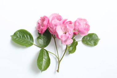 Beyaz kağıt arka planda bir dalda pembe gül çiçekleri.