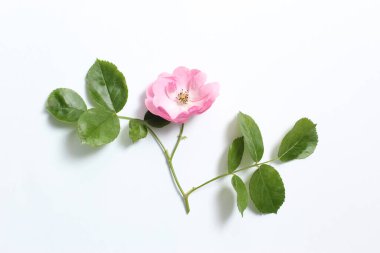 Beyaz kağıt arka planda bir dalda pembe gül çiçekleri.