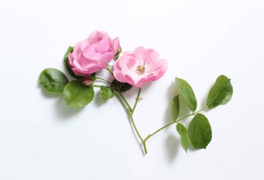 Beyaz kağıt arka planda bir dalda pembe gül çiçekleri.