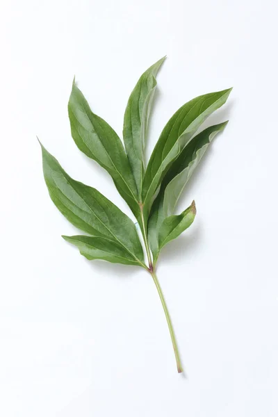 Green Peony Leaf White Paper Background — Stock Photo, Image