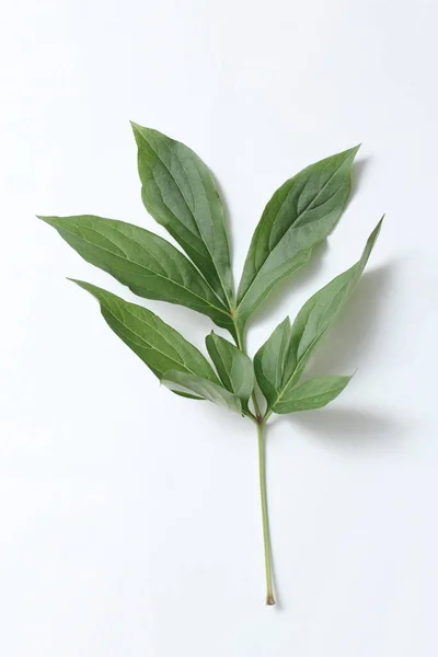 Green Peony Leaf White Paper Background — Stock Photo, Image