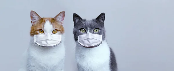 Dos Gatos Con Máscaras Protectoras Médicas Protección Tratamiento Del Virus Fotos de stock