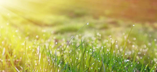 Bright Green Grass Dewdrops Rays Morning Sun Spring Time — Stock Photo, Image