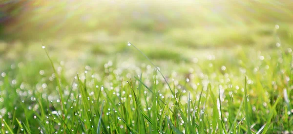 Bright Green Grass Dewdrops Rays Morning Sun Spring Time — Stock Photo, Image