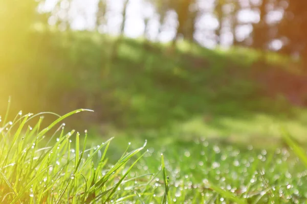 Lysegrønt Gress Med Duggdråper Solstrålene Vårtid – stockfoto