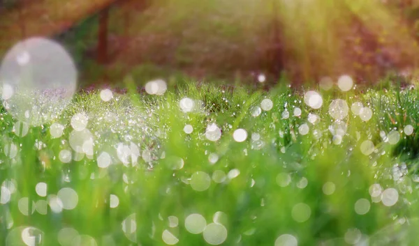 Bright Green Grass Dewdrops Rays Morning Sun Spring Time — Stock Photo, Image