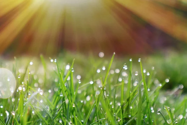 Bright Green Grass Dewdrops Rays Morning Sun Spring Time — Stock Photo, Image