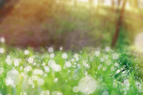 明亮的绿草 在晨曦的余晖下 有露珠 春天的时间 — 图库照片