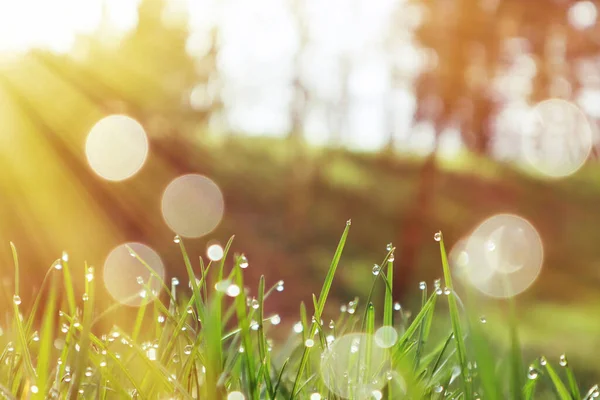 Bright Green Grass Dewdrops Rays Morning Sun Spring Time — Stock Photo, Image