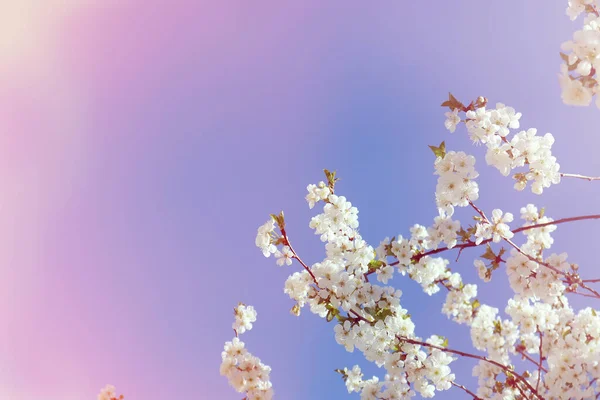 Flowering Cherry Branch Blue Sky Spring Time — Stock Photo, Image