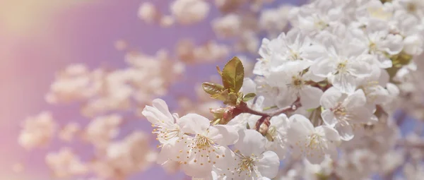 Flowering Cherry Branch Blue Sky Spring Time — Stock Photo, Image