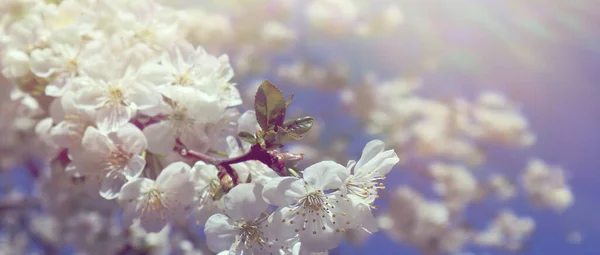 Квітуча Вишнева Гілка Тлі Блакитного Неба Весняний Час — стокове фото