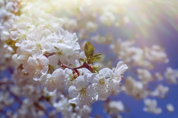 Floração Ramo Cereja Contra Céu Azul Hora Primavera — Fotografia de Stock