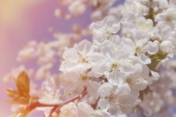 Квітуча Вишнева Гілка Тлі Блакитного Неба Весняний Час — стокове фото