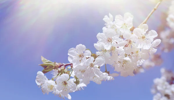Floração Ramo Cereja Contra Céu Azul Hora Primavera — Fotografia de Stock
