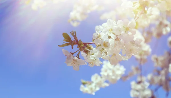 Floração Ramo Cereja Contra Céu Azul Hora Primavera — Fotografia de Stock