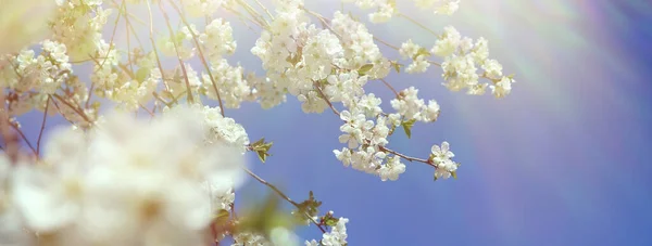 Mavi Gökyüzüne Karşı Çiçek Açan Kiraz Dalı Bahar Geldi — Stok fotoğraf