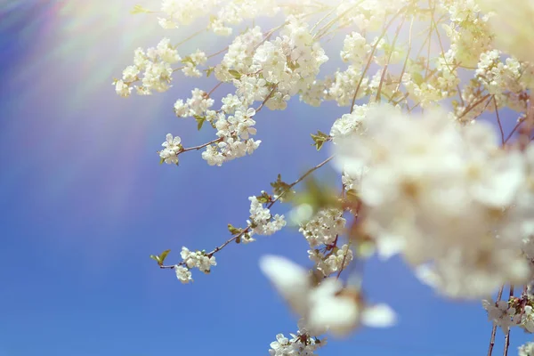 Flowering Cherry Branch Blue Sky Spring Time — Stock Photo, Image