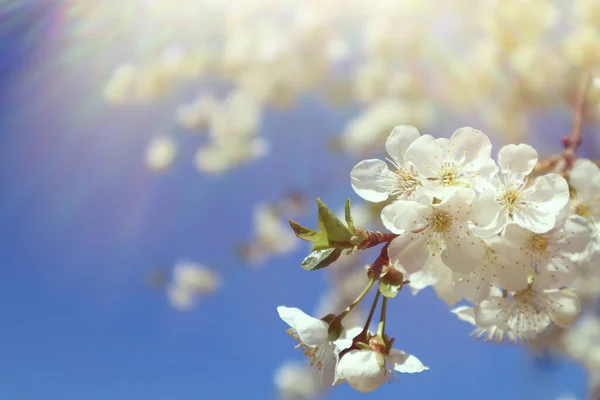 Floração Ramo Cereja Contra Céu Azul Hora Primavera — Fotografia de Stock