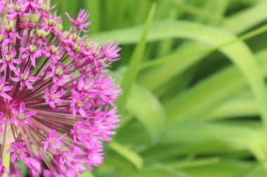 Baharda yeşil yaprakların arka planında pembe küçük çiçekler. Tasarım için doku arkaplanı