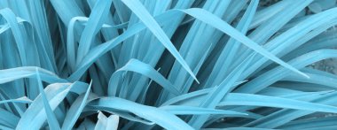 Baharda mavi yapraklar. Tasarım için doku arkaplanı.