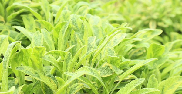 Hojas Jóvenes Verdes Frescas Primavera Fondo Textura Para Diseño — Foto de Stock