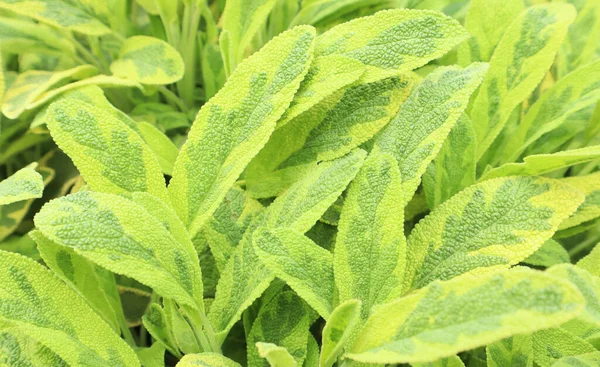 Hojas Jóvenes Verdes Frescas Primavera Fondo Textura Para Diseño — Foto de Stock