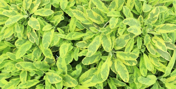 Frisch Grüne Junge Blätter Frühling Textur Hintergrund Für Design — Stockfoto