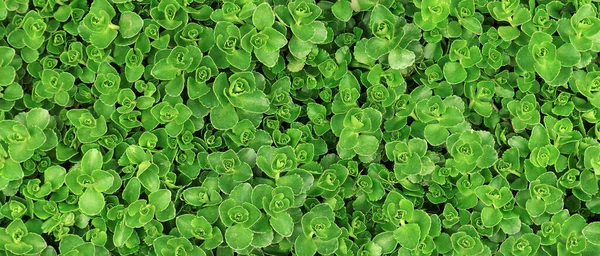 Świeże Zielone Liście Wiosną Konsystencja Tła Dla Projektu Zdjęcie Stockowe