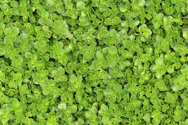 Fresh Green Young Leaves Spring Texture Background Design — Stock Photo, Image